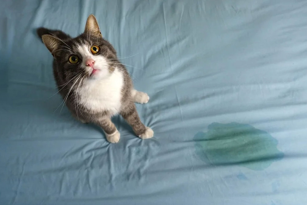 Help! Why is My Cat Urinating on My Bed?