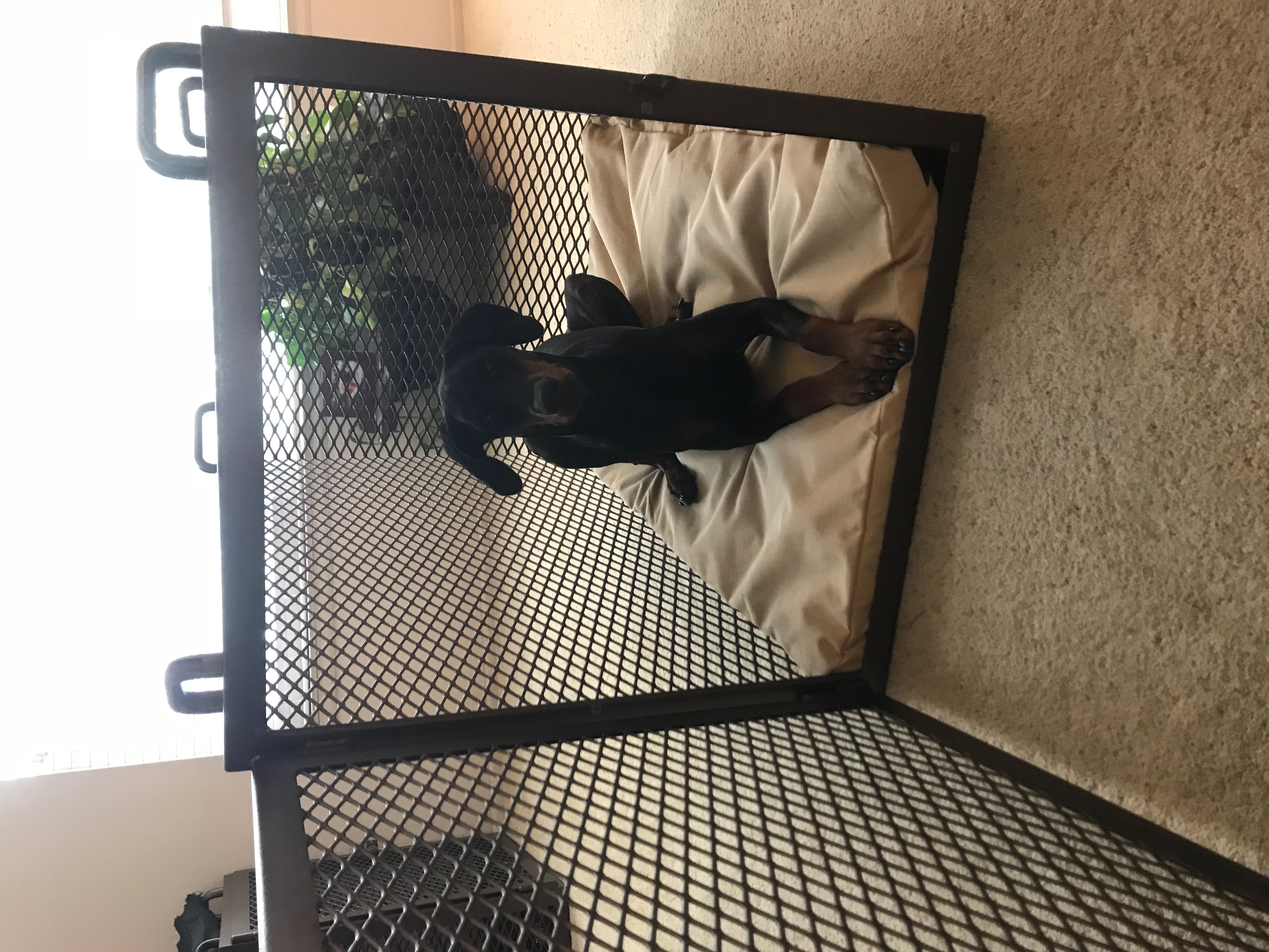 Custom Steel Dog Crate