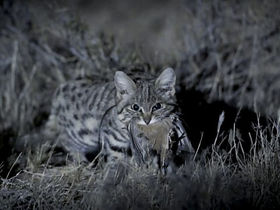 Impressive Predators