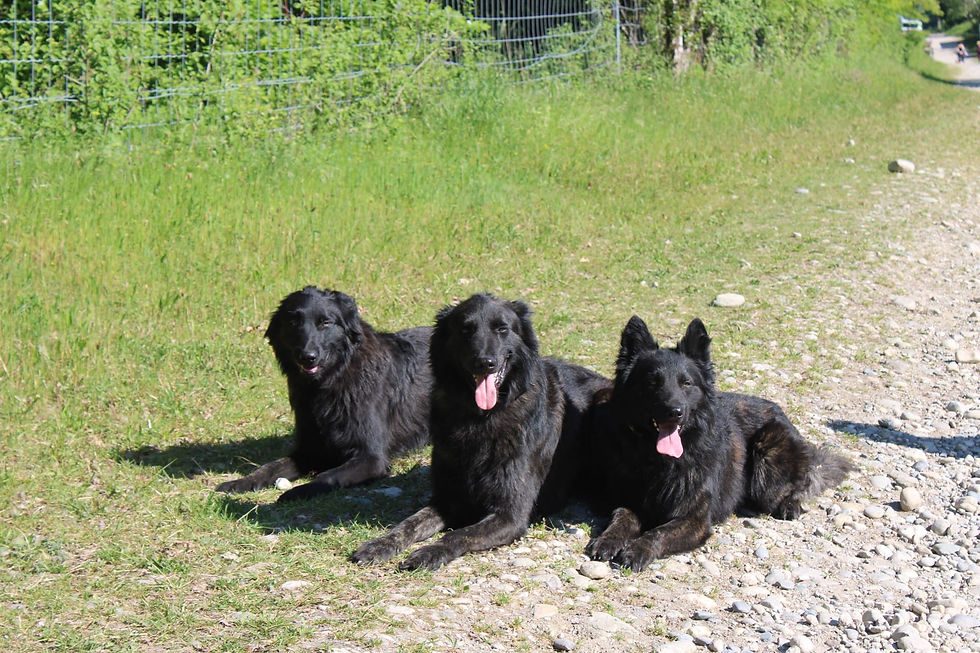 Chiens couchés