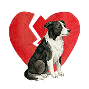 sad border collie herding instinct