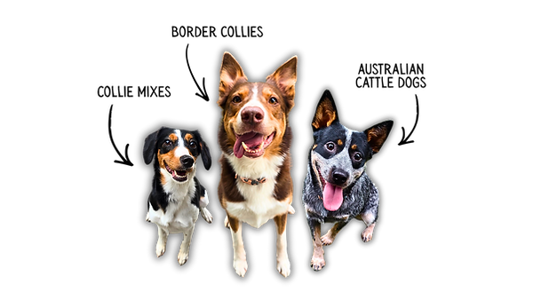better than fetch Australian cattle dog heeler