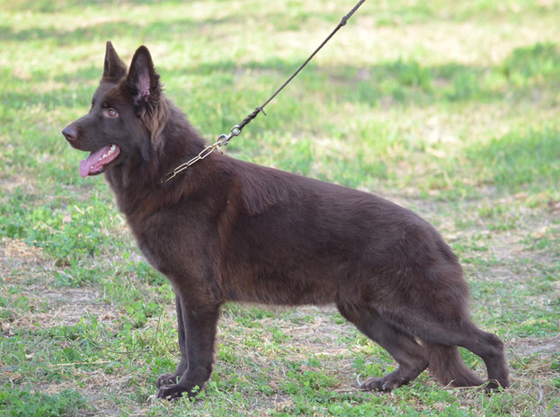 Diamond Dogs
