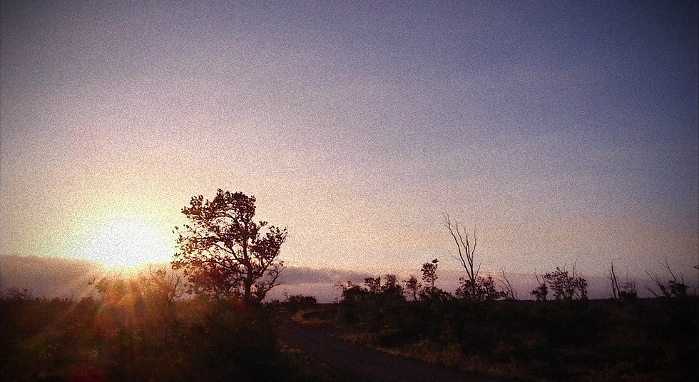 Sun rising at the edge of a forest