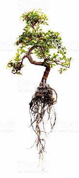 istockphoto-157646032-2048x2048_edited.j