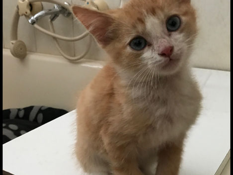 Hub Club Kitten Rescue - Sega