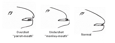 breed standard jaw.gif