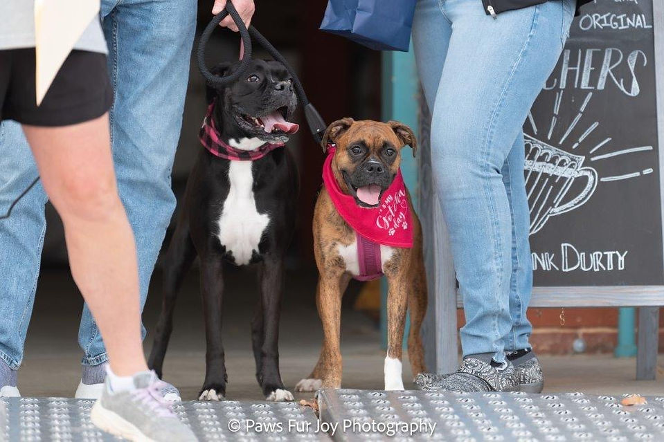 Carolina Boxer Rescue pups