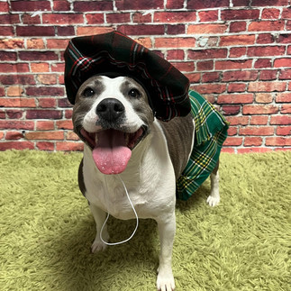 Kind 2 Kritters Dog dressed up