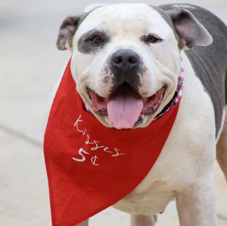 Kind 2 Kritters Dog in Bandana