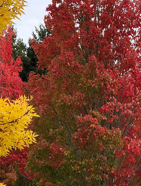 Fall trees Tanasbourne.jpeg