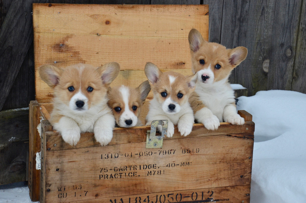 triple m corgi