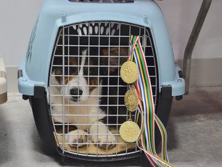 What is crate training?