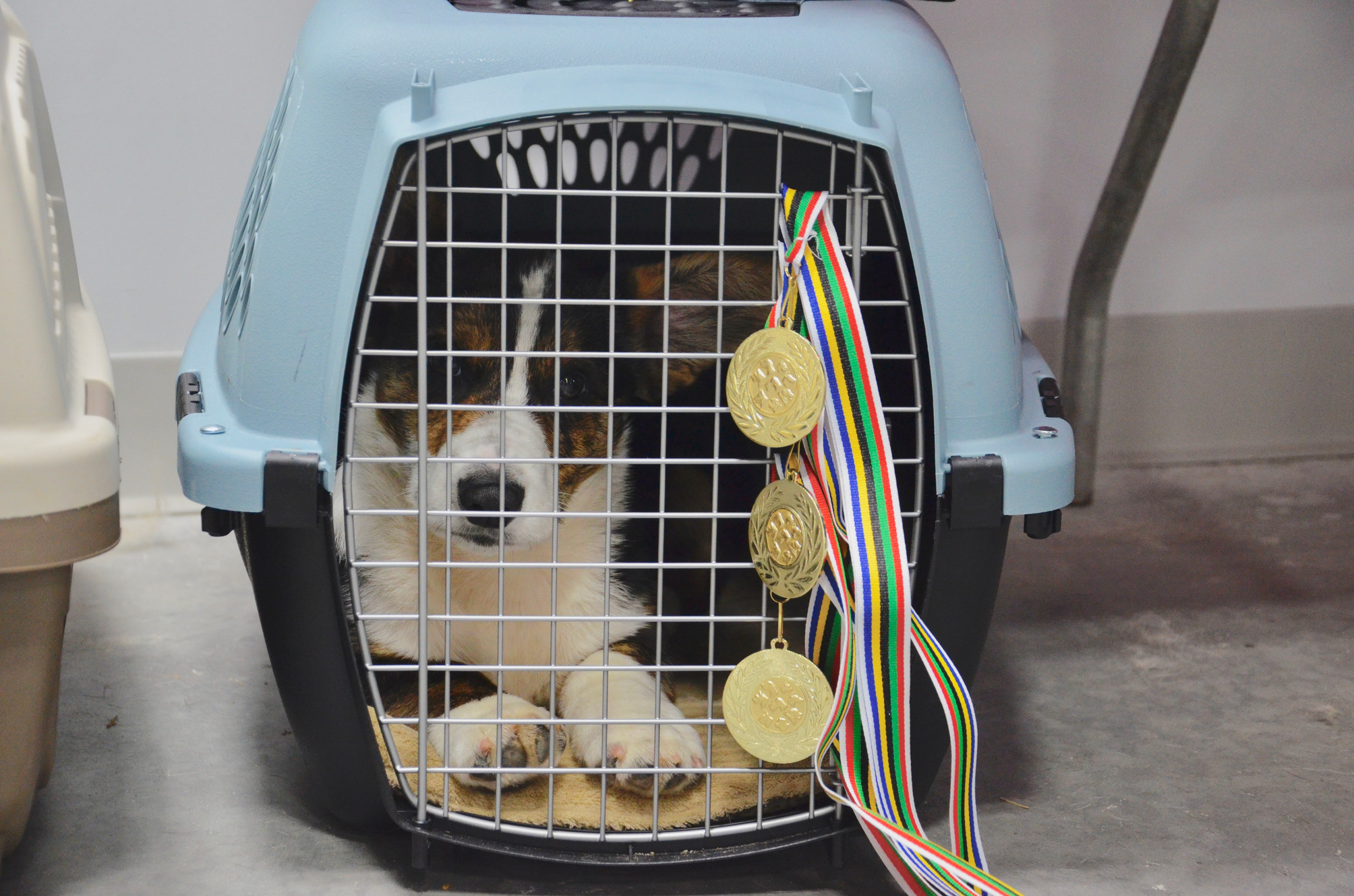 What is crate training?