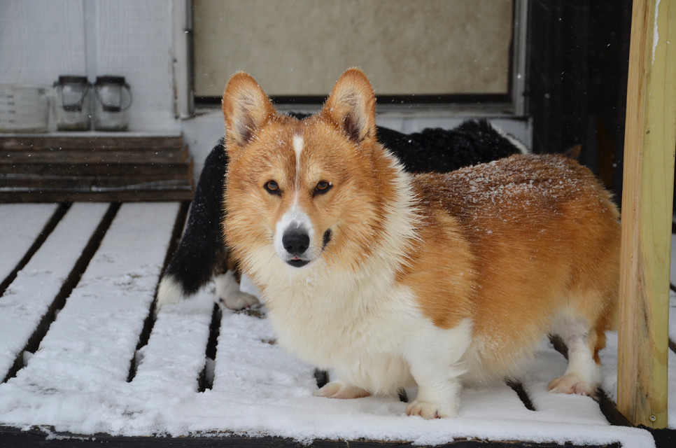 Corgi Breeder Michigan United States Hydrangea Hills Farm