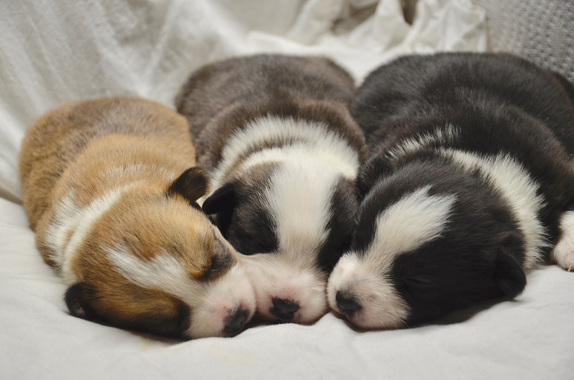 Corgi Breeder Michigan United States Hydrangea Hills Farm