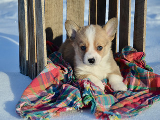 So you want a puppy?