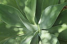 Aloe Leaves _edited.jpg
