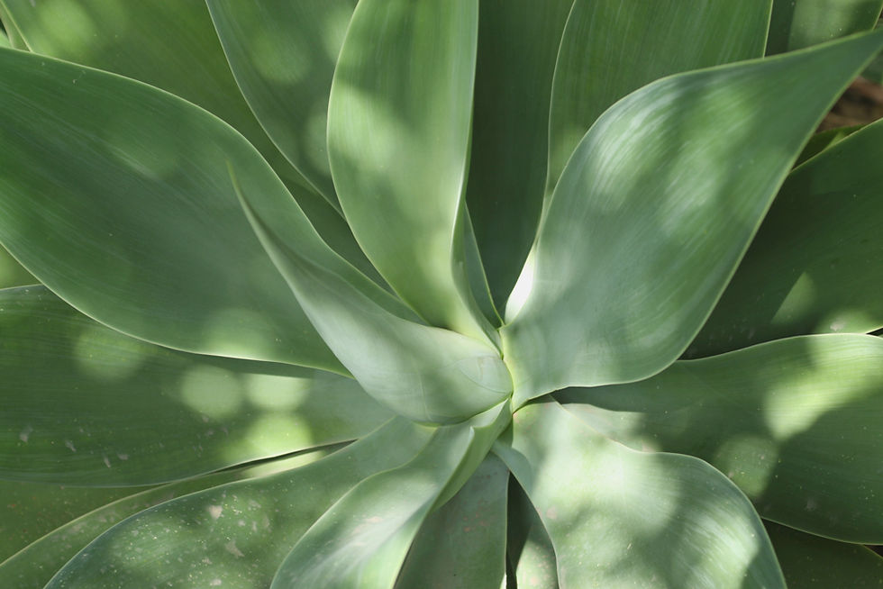 Aloe Leaves _edited.jpg