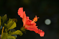 Hibiskus