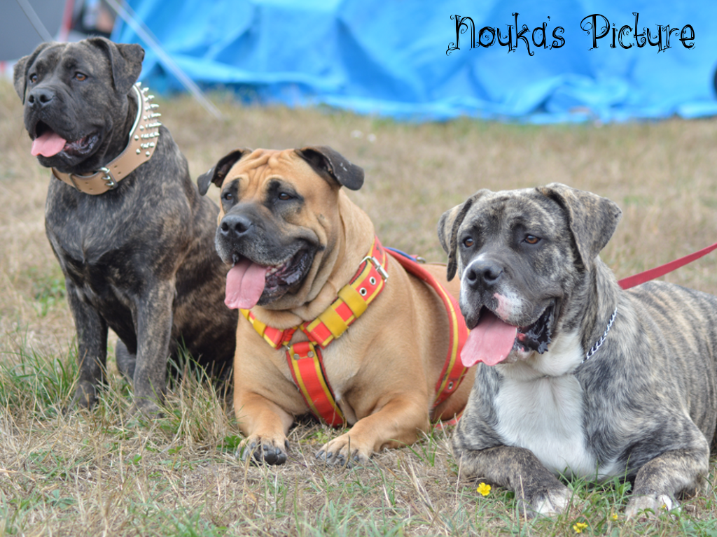JOY, GAYA et JUGO