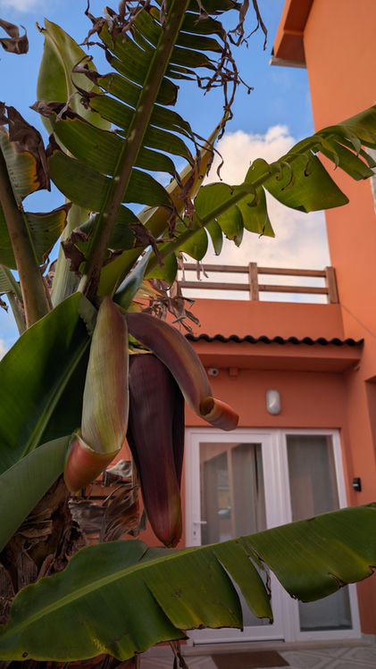 Berlenga banana tree.