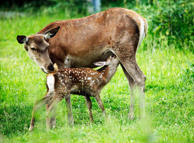 ds-wildpark-14.jpg
