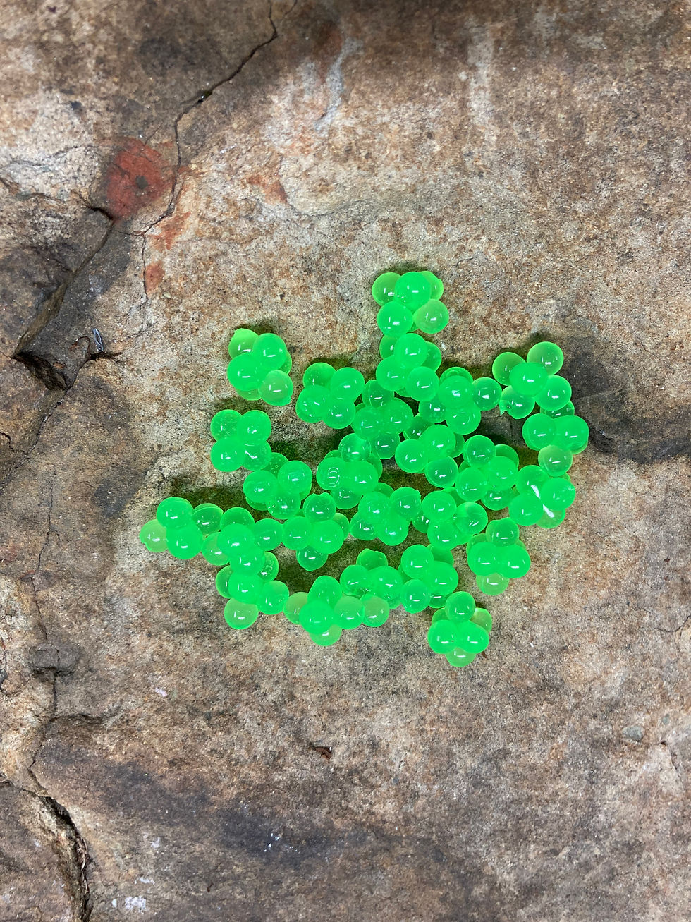 Trout eggs