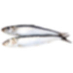 SARDINE/MATHI(MEDIUM)