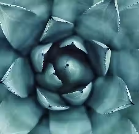 A green aloe plant showing its many layers