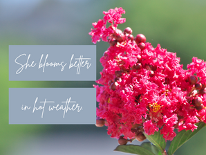 Bloom Better in Hot Weather!