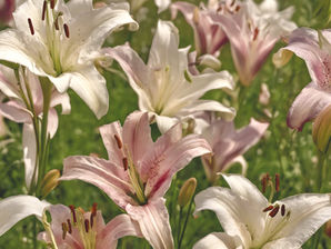 Choosing Lilies, Not Blankets
