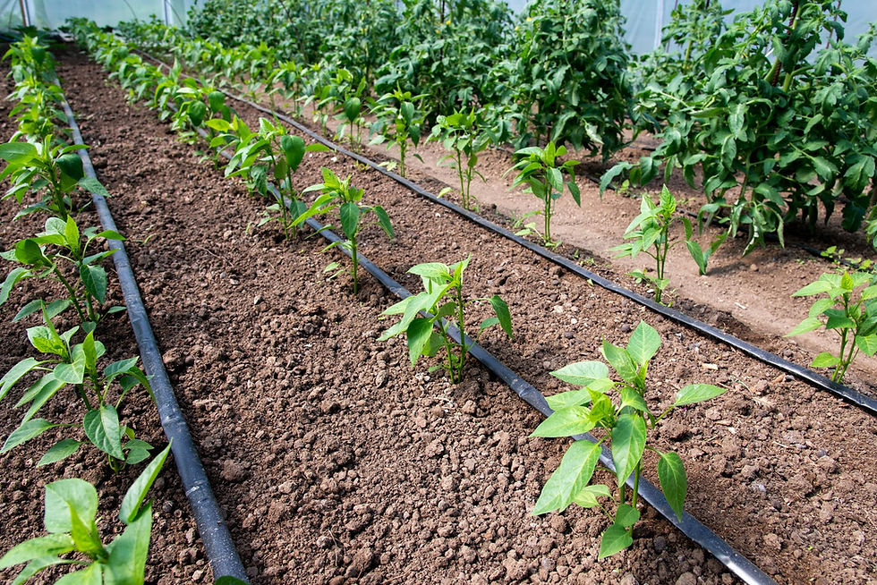 Smart irrigation system delivering water efficiently to a Northern Beaches garden