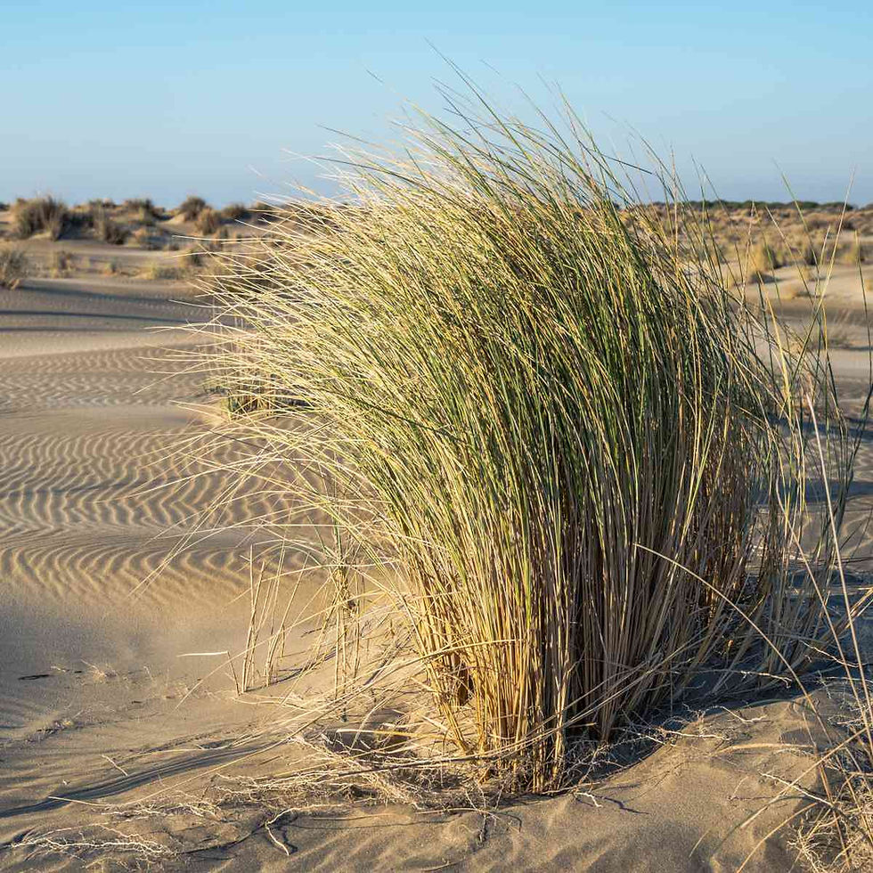 Eye-level view of a coastal garden with native plants thriving in sandy soil