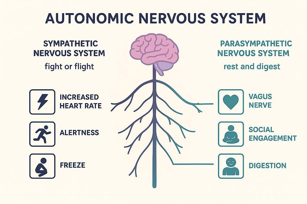 Illustration showing the sympathetic and parasympathetic nervous system.