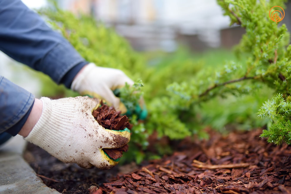Mulching garden beds to improve soil health, moisture retention, and weed control.
