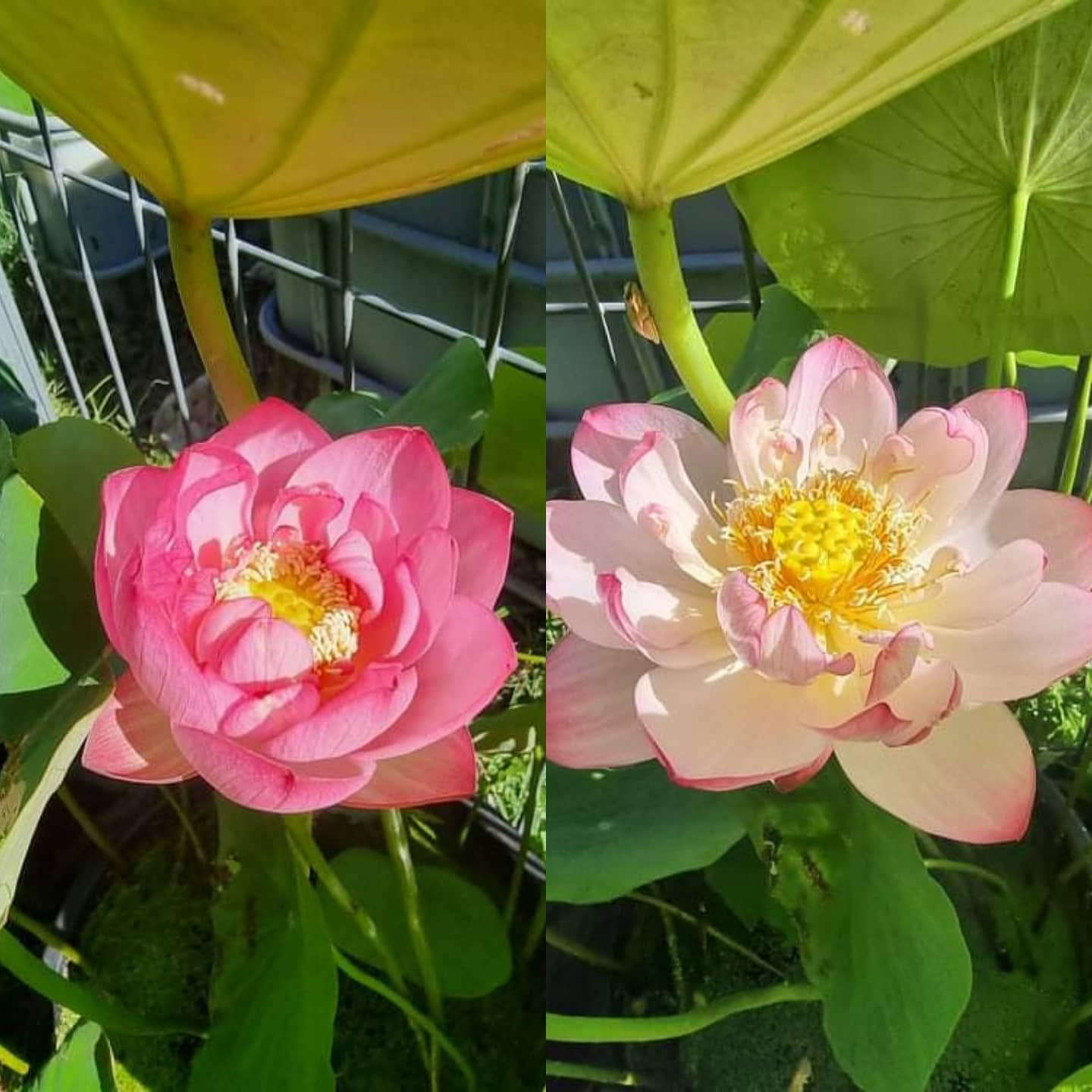 Nelumbo 'Cherry Blossom'