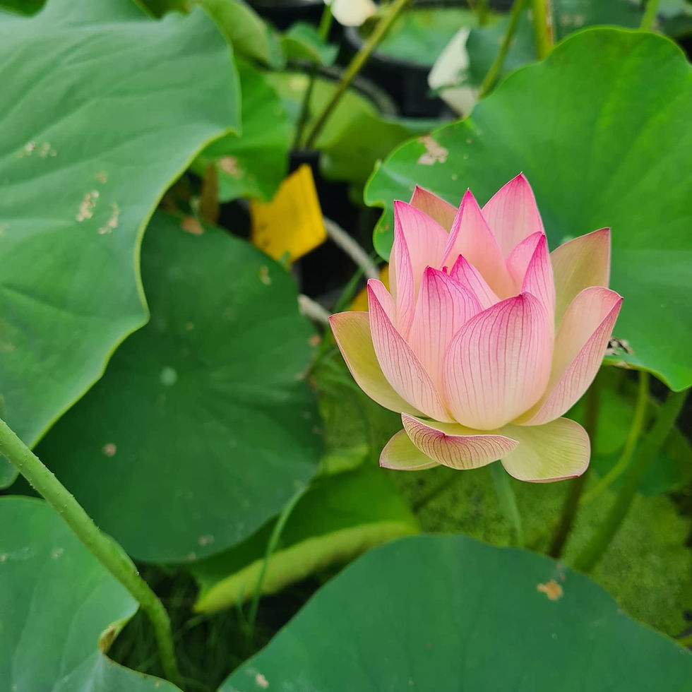Thumbnail: Nelumbo 'Coconut Ice' Tuber