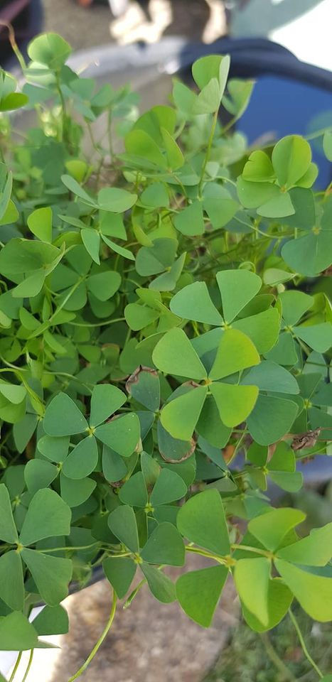 Marsila Miniature Nardoo Water Clover