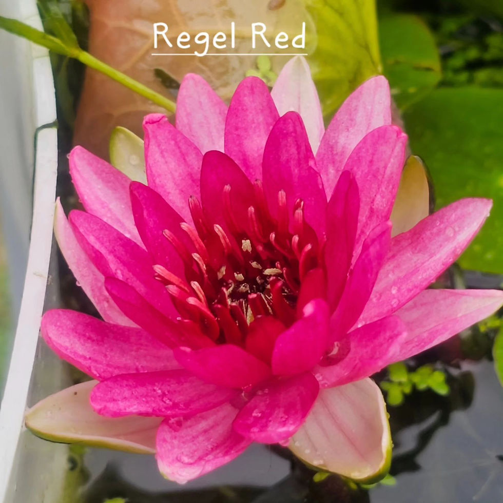 Regal Red
