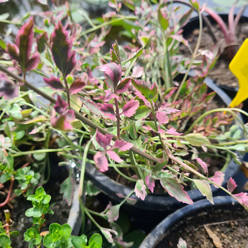 Oenanthe javanica 'Flamingo'