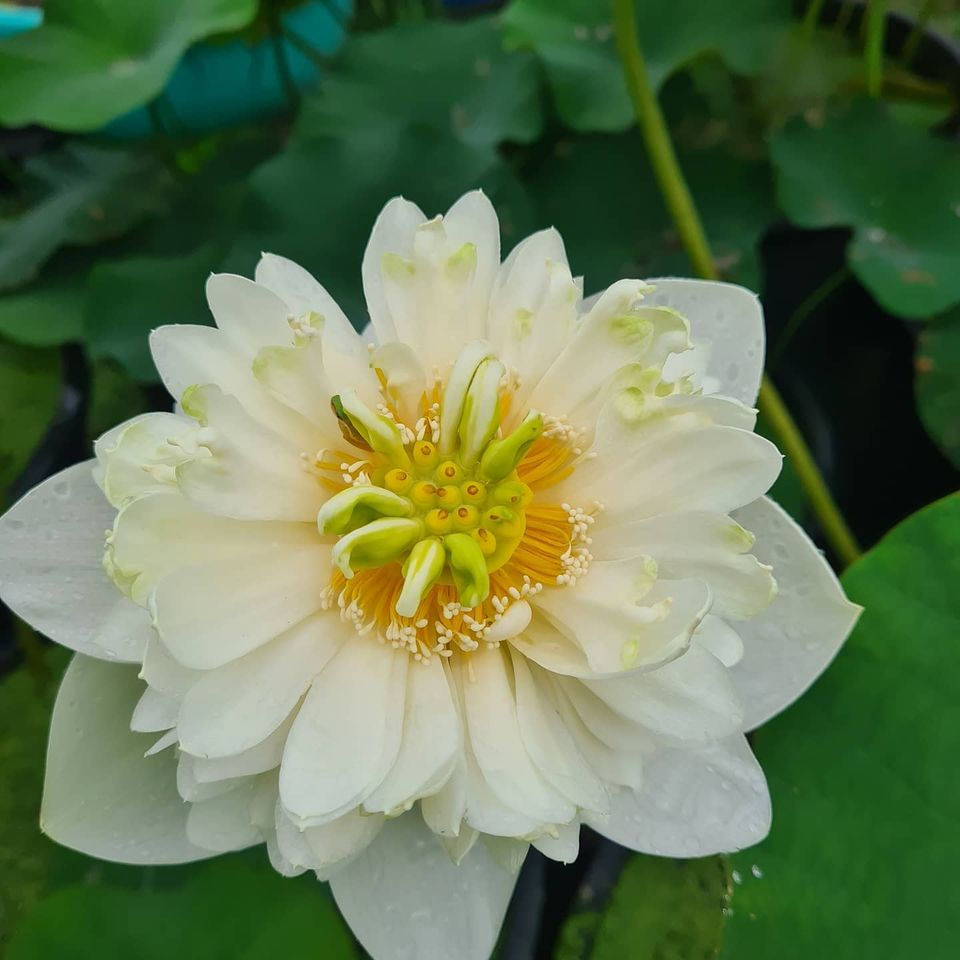 Thumbnail: Nelumbo 'Flying Dove'