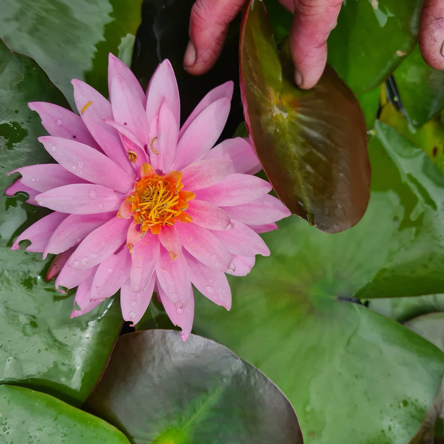 Perry's Vivaporous Pink