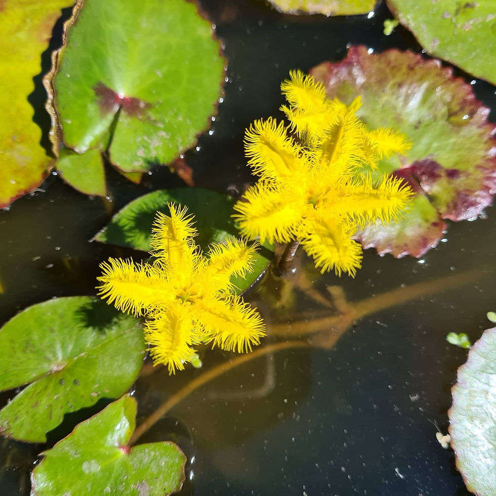 Nymphoides ‘Goondawindi’