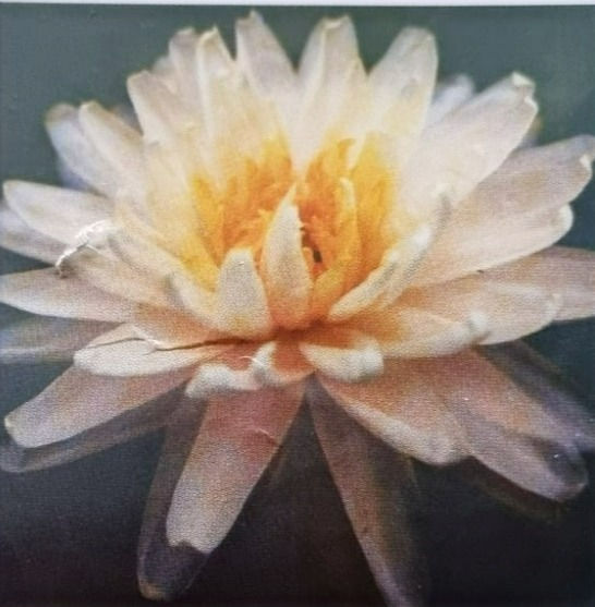 Gloire Du Temple Sur Lot