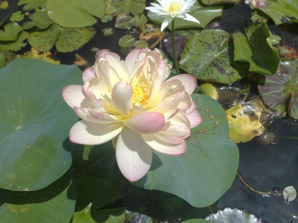 Thumbnail: Nelumbo 'Mrs Perry D Slocum'