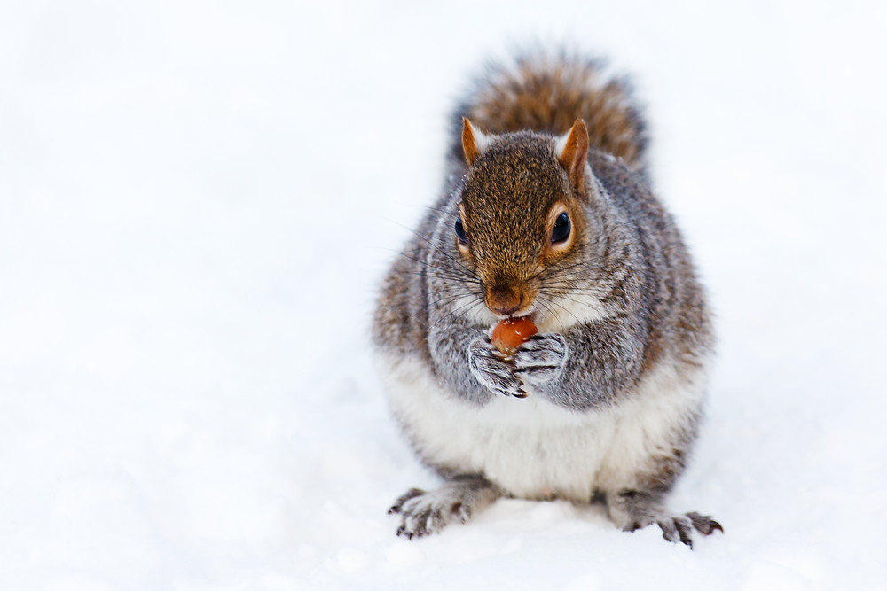 squirrel with nut