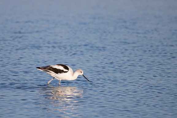 American Avocet