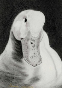 "Portrait of a duck"