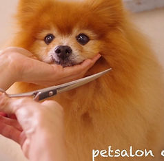 image_6487327 (15).JPG